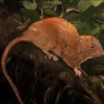 Uromys Vika, o nouă specie de şobolani gigantici de copaci