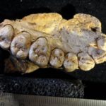 Cea mai veche fosilă umană din afara Africii