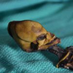 Mumia minusculă din Chile