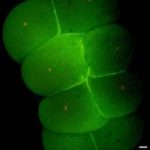 Dizare celulelor stem embrionare