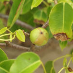 Manchineel cel mai toxic copac