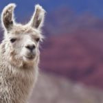 Sângele lamei împotriva tuturor tipurilor de gripă