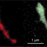 viviruşi pentru accelerarea computerului