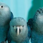 Papagalul albastru Macaw Spix