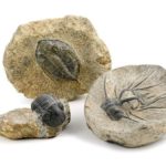 Fosile noi din perioada cambrian