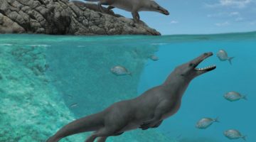 Peregocetus pacificus - strămoş al balenei