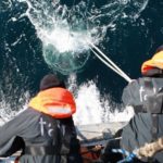 200 000 de viruşi noi descoperiţi în ocean