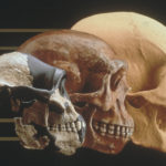 Evoluţia feţei umane