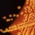 Primul organism sintetic