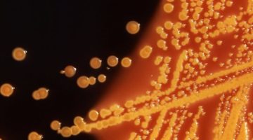Primul organism sintetic