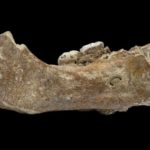 Mandibulă de denisovan