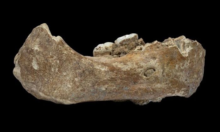 Mandibulă de denisovan