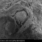 Cea mai veche frânghie