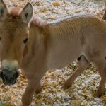 Primul cal Przewalski clonat