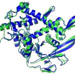 Structura proteinei prezisă de IA