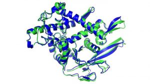 Structura proteinei prezisă de IA