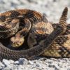 Şarpele cu clopoţei - cei mai periculosi si veninosi serpi din lume