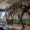 Titanosaur - cel mai mare dinozaur
