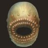  Saccorhytus coronarius - cel mai vechi ascendent