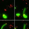 Bacteria incorporeazăADN-ul pentru a accelera evoluţia