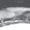 Tuneluri secrete între craniu şi creier