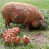 Porc Mangaliţa - cu blană roşcată